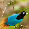 What makes the Bird of Paradise unique | Times of India