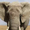 Article image for: African elephant