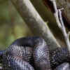 Article image for: Black rat snake