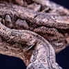 Article image for: World's largest serpents