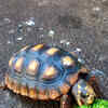 Article image for: <i class="tbold">turtles</i>