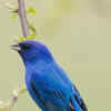 Article image for: <i class="tbold">IndiGo</i> Bunting
