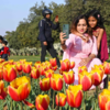 A tulip named ‘Maitri’