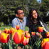 Tulip sale