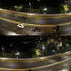 Four-lane flyover