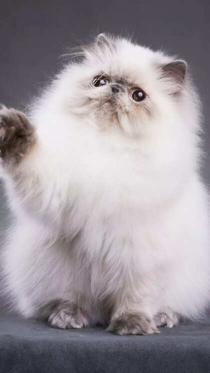 Fluffy Cats Breeds: Discover the Cuddliest Companions