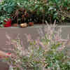 Article image for: Save the <i class="tbold">tulsi plant</i>