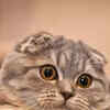 Article image for: Scottish Fold