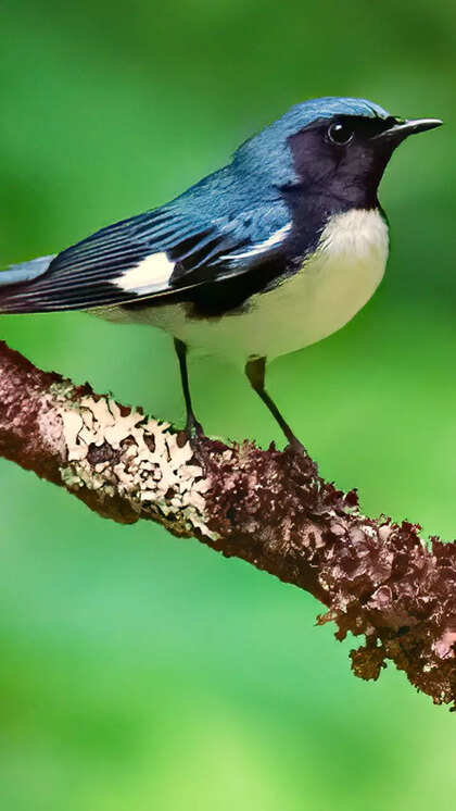 Birds Color Blue: Stunning Shades That Captivate Nature Lovers