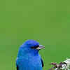 Article image for: <i class="tbold">IndiGo</i> bunting