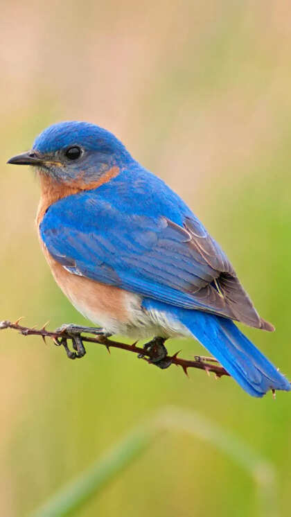 Birds Color Blue: Stunning Shades That Captivate Nature Lovers