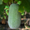 Article image for: <i class="tbold">ash gourd</i> (Petha) (0.9g fibre per 100g)