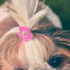 Article image for: <i class="tbold">shih tzu</i>