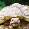 Article image for: <i class="tbold">tortoise</i>