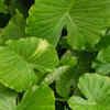Article image for: Elephant ear