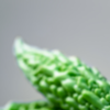 Article image for: Karela