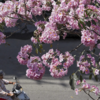 British legacy in bloom