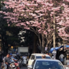 Article image for: Not <i class="tbold">cherry blossom</i>s