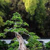 Bonsai Plant: 8 Reasons to NOT Grow One at Home | Times of India