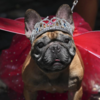 Tiara-wearing dog