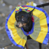 Dogs parade in colourful costumes