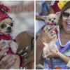 Sol the Chihuahua enjoys the carnival with her owner