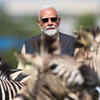 Zebras