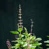 Article image for: Holy <i class="tbold">tulsi plant</i>