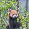 Article image for: <i class="tbold">sikkim</i> - Red Panda