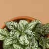 plant stakes indoor Wave I Plant Stake