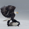 Harsh reality of wildlife