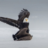 Threat to bald eagle population