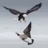 Unusual battle  