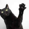 Cats as symbols of luck 