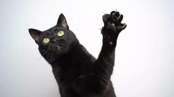 Cats as symbols of luck