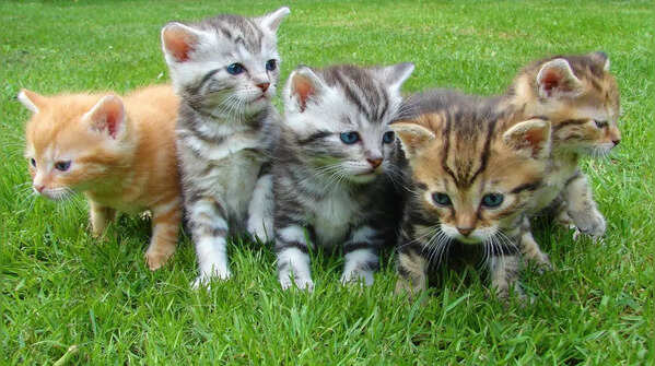 Cats across cultures