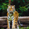 Home to a growing tiger population