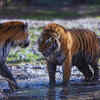 Wildlife lovers
