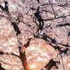 Article image for: <i class="tbold">cherry blossom</i>s