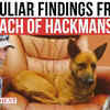 Article image for: Hackman Case: Investigation Into Mysterious Death of Dog Unveils Startling Findings