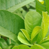 Article image for: Benefits of chewing on guava leaves <i class="tbold">thrice</i> a week