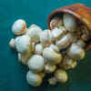 Mushrooms