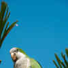 Article image for: Monk Parakeet