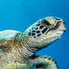 Article image for: <i class="tbold">turtles</i>