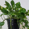 8 reasons why every home must have a Money plant | Times of India