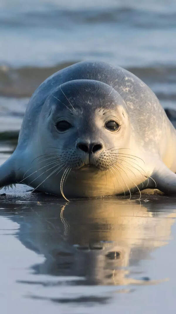 Seal