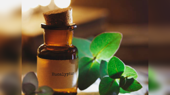 Eucalyptus