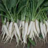Radish and Ghee