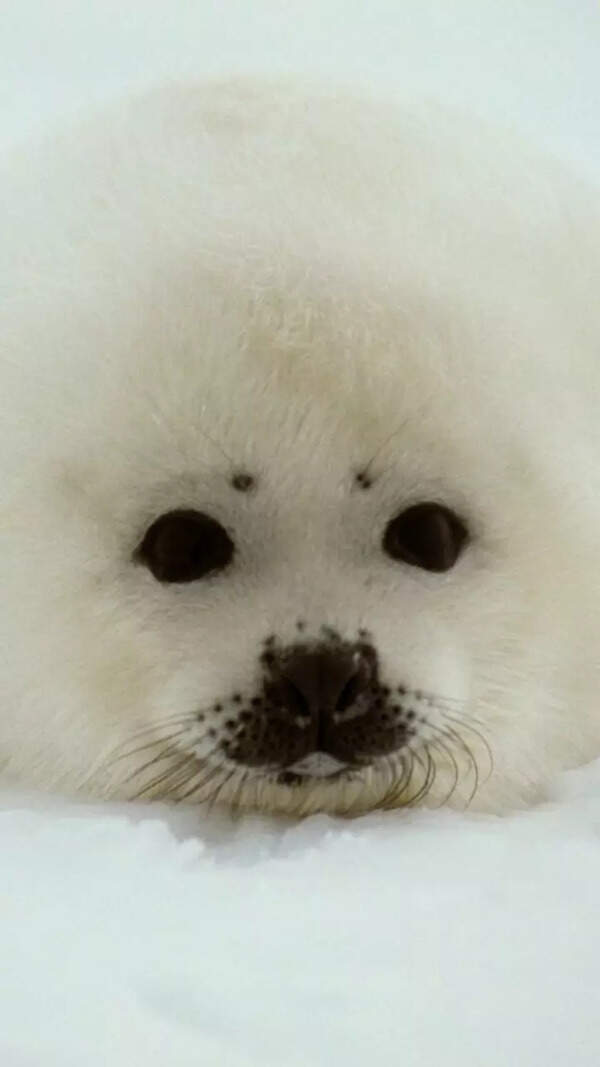 Seal