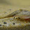 Triops
